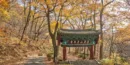 단풍나무-사이로-연화산-옥천사-일주문이-서있다.