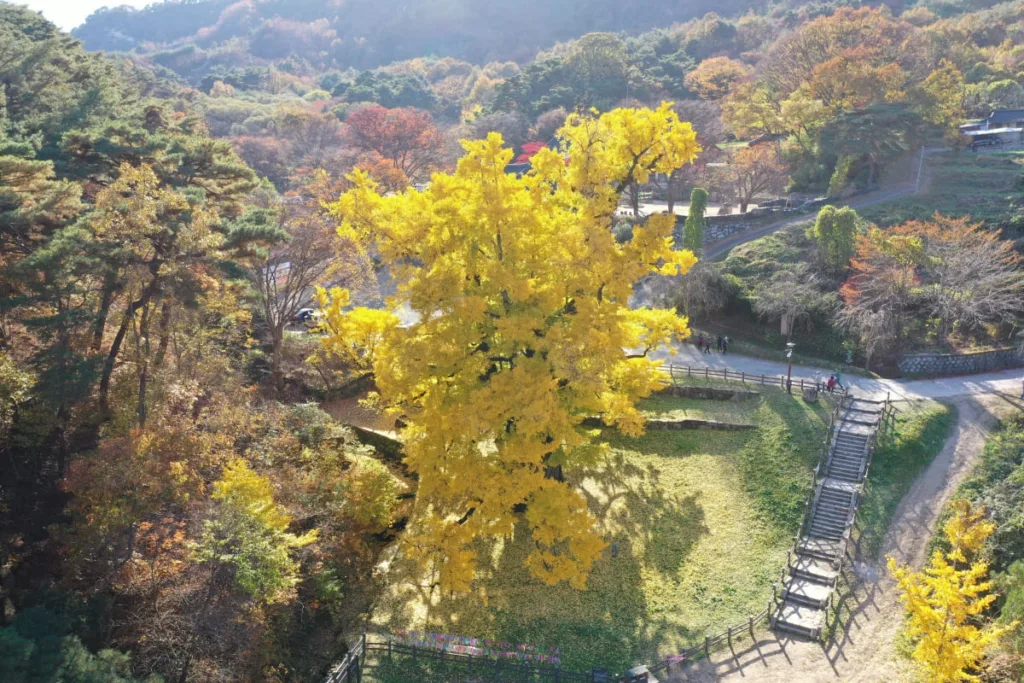 거대한-은행나무가-노랗게-물들었다.