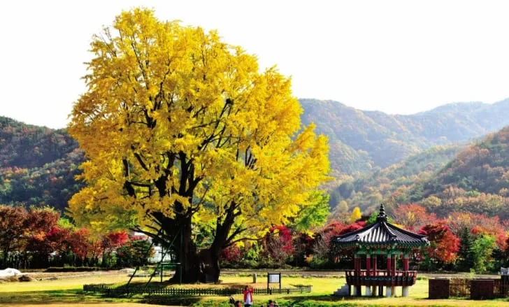 요광리-은행나무가-노랗게-물들었다.