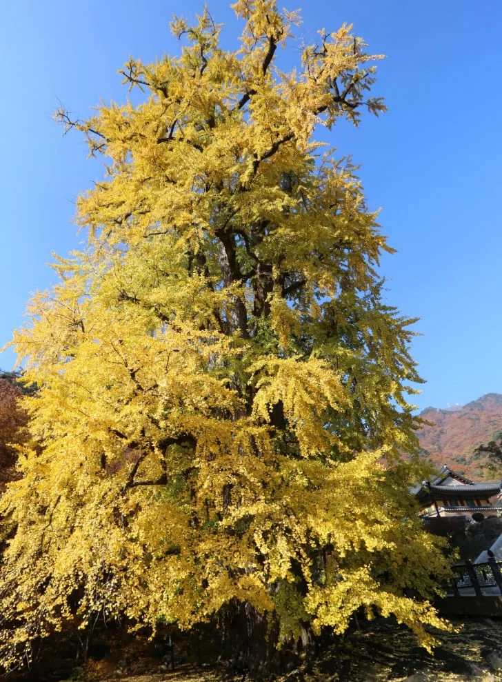 거대한-용문사-은행나무가-노랗게-물들어-있다.