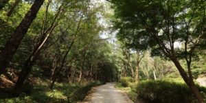 나무가-우거진-용봉산-등산로-풍경