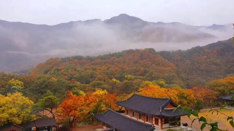 운무-아래-단풍든-산과-사찰이-자리하고-있다.