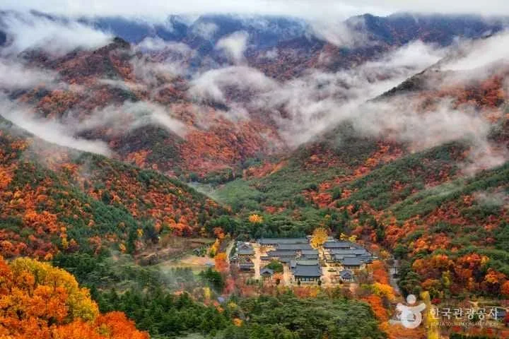 구름-아래-단풍-든-운문사-일대의-모습