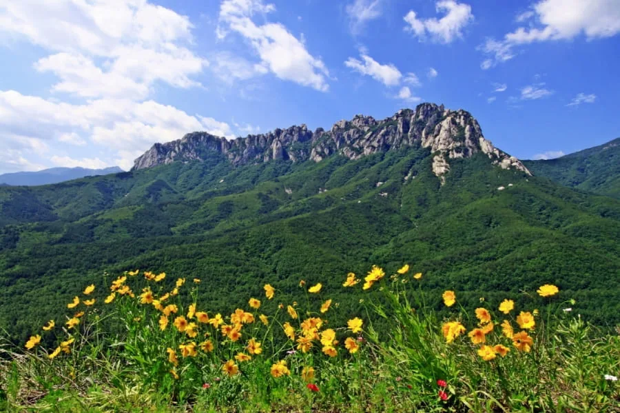 노란-꽃과-울산바위가-어우러진-풍경