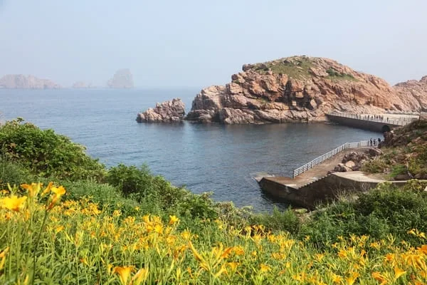 노란-원추리가-섬에-잔뜩-피었다.