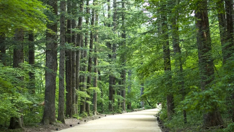 높이-솟은-전나무-사이의-월정사-숲길