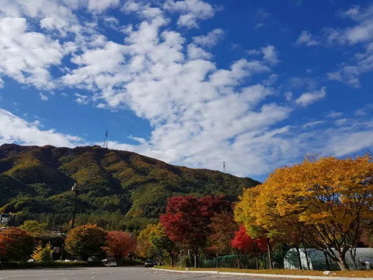 유명산자연휴양림-주차장의-가을
