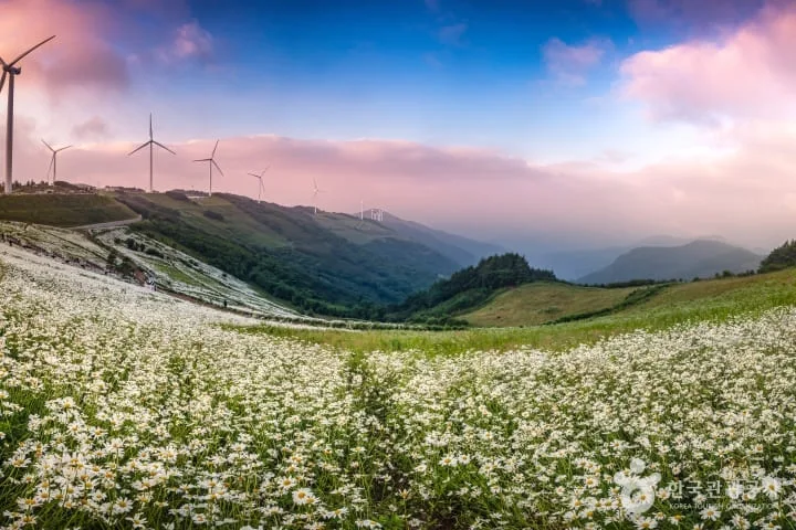 평챙-육백마지기-초원에-샤스타데이지가-가득-피었다.
