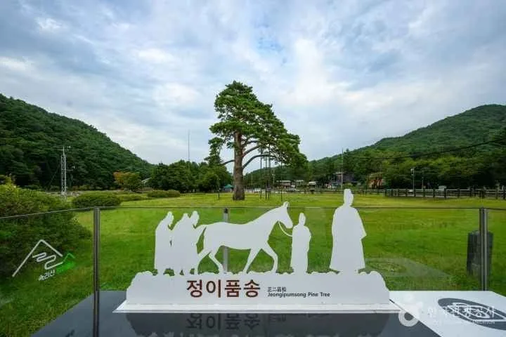 정이품송-소나무