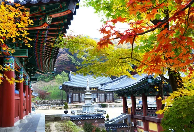 단풍나무-사이로-직지사가-보인다.