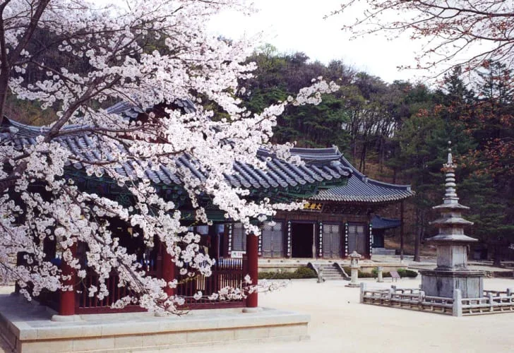 벚꽃-핀-직지사-일대