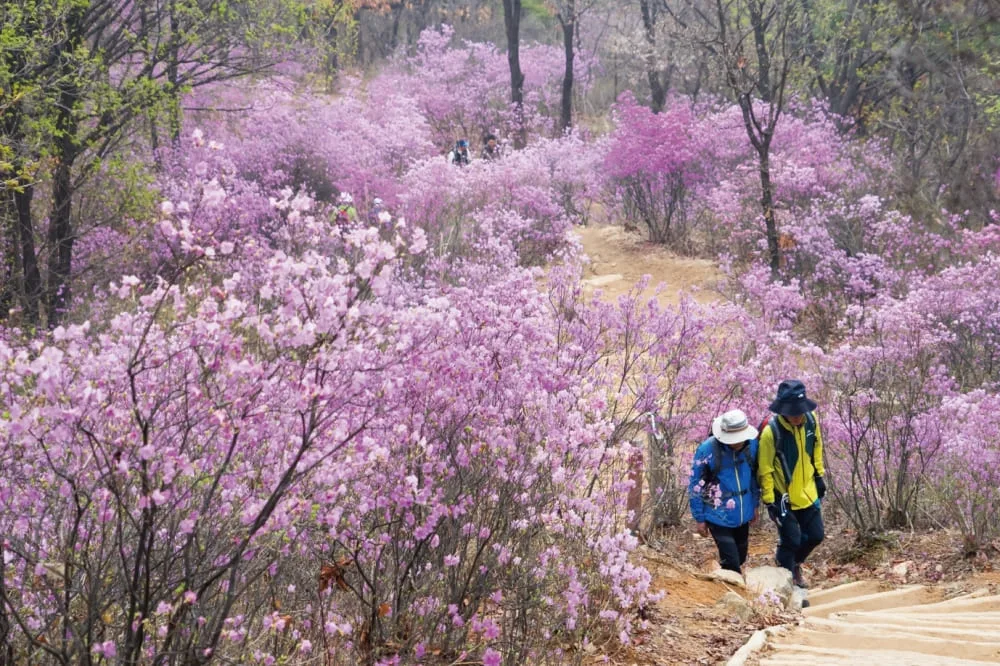 진달래가-만발한-청계산-등산로를-사람들이-걸어간다.