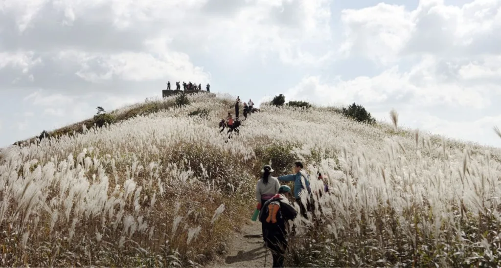 등산객들이-천관산-억새밭을-가로지른다.