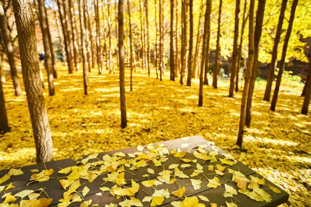 천마산에-노란-단풍이-바닥을-가득-덮었다.