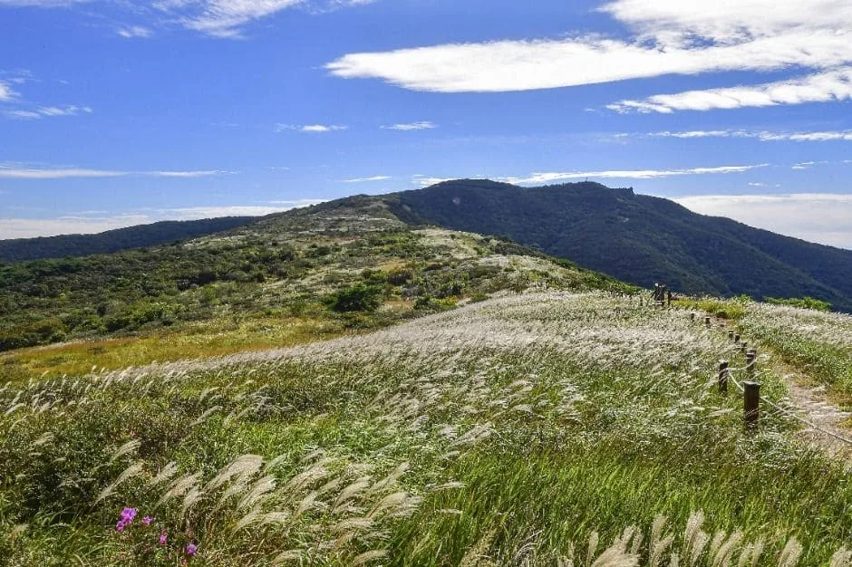 천성산-능선에-억새가-가득하다.