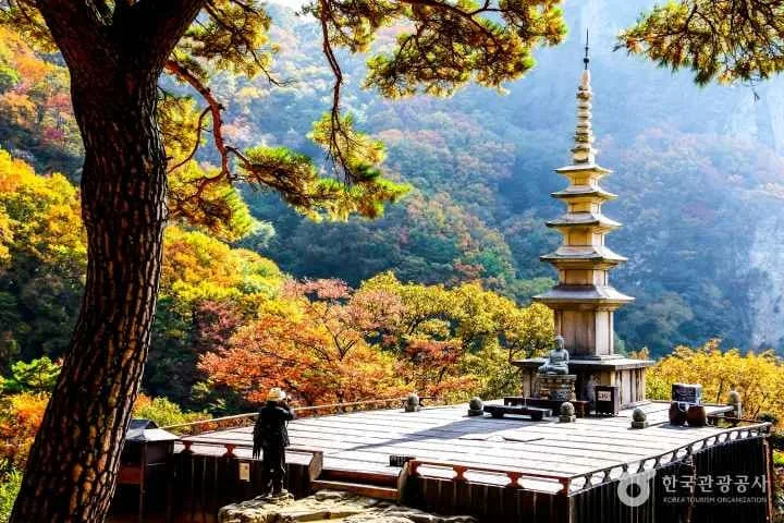 소나무-사이로-보이는-청량사탑