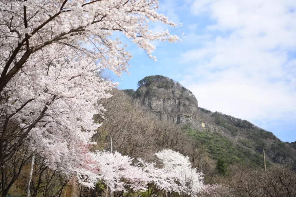벚꽃-너머로-청량산이-보인다.
