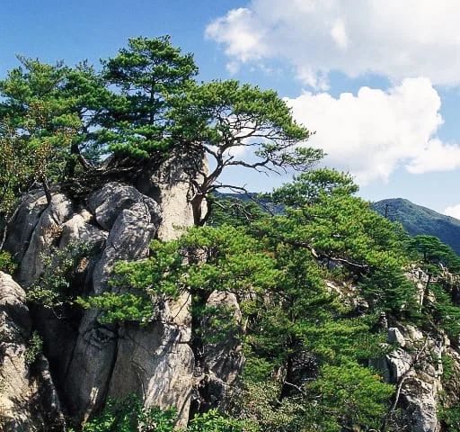 오봉산-청솔바위-틈새에-소나무가-자라났다.
