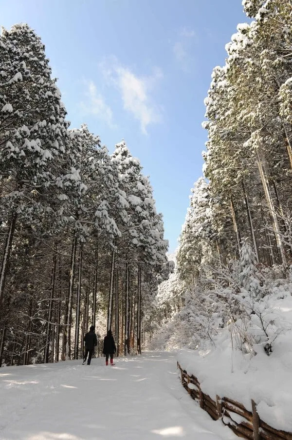 눈쌓인-축령산-편백나무숲