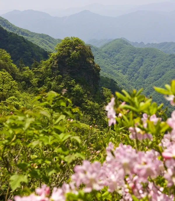 치악산-남대봉에-봄꽃이-피어-있다.