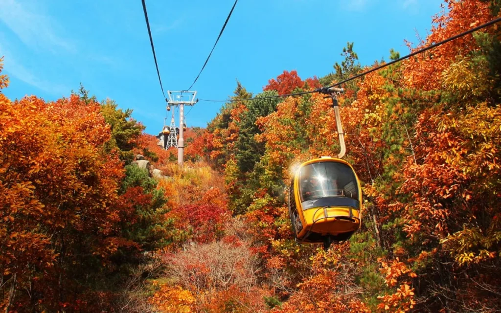 단풍-속을-케이블카가-오르내린다.