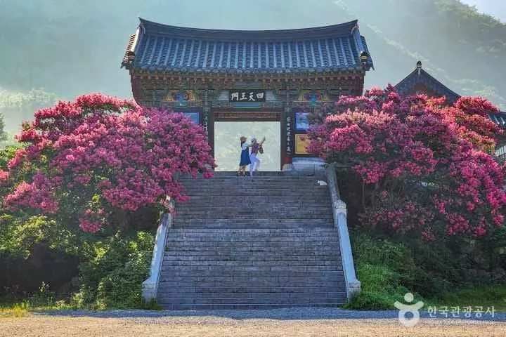 표충사-입구-양쪽에-붉은-꽃이-가득하다.