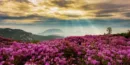 진분홍-철쭉이-황매산에-만개했다.