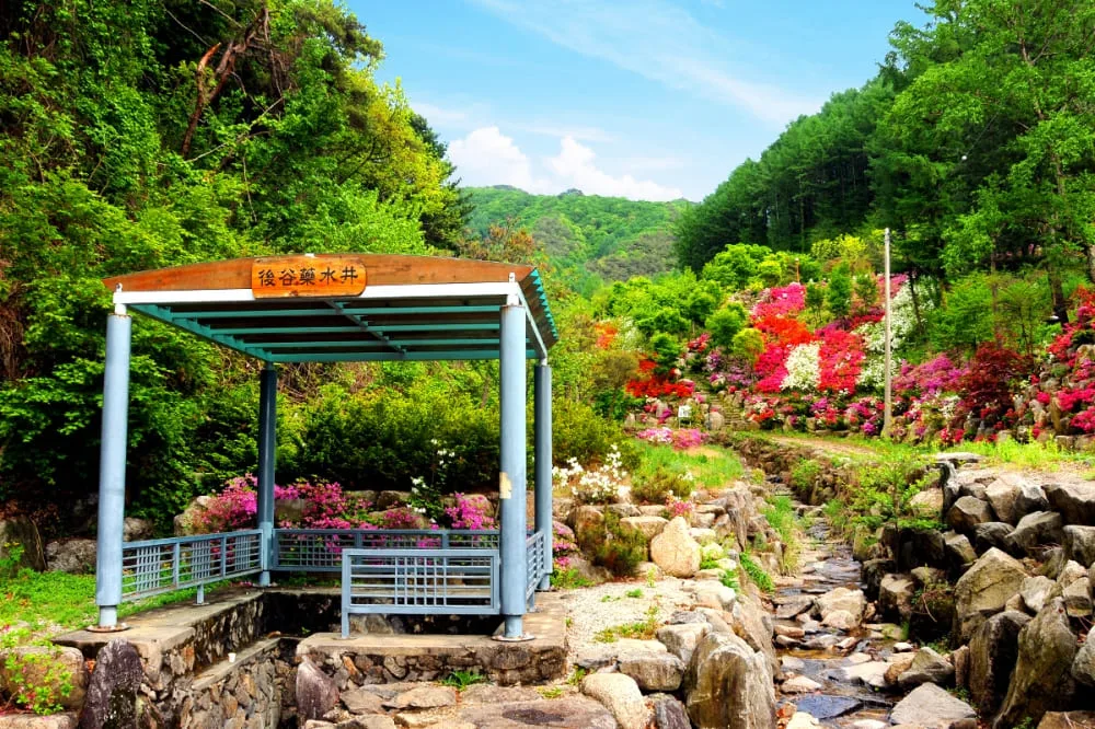 후곡약수터-인근에-꽃이-만발했다.