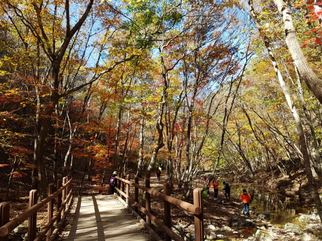 후리메기-등산로에-단풍이-알록달록하다.